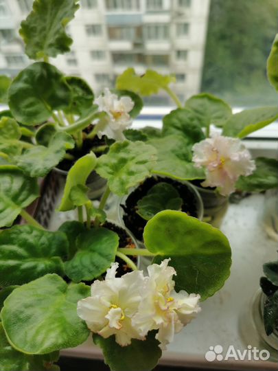 Сортовые фиалки