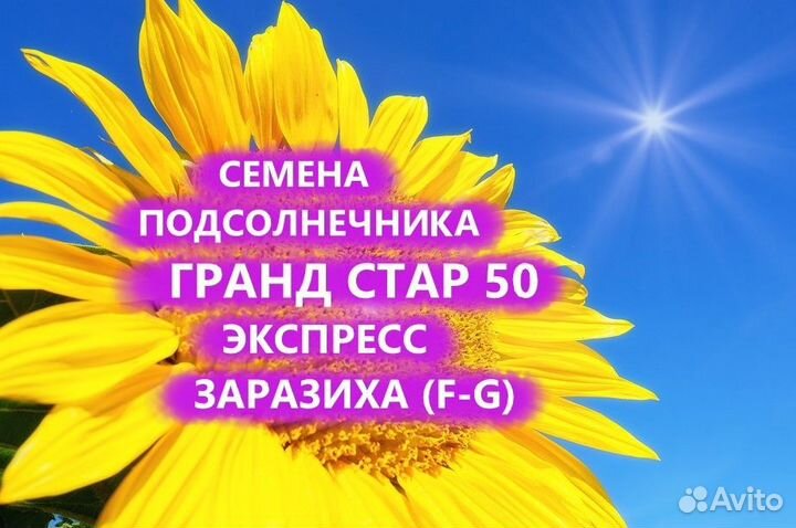 Семена подсолнечника грандстар 50 Гибрид, Орёл