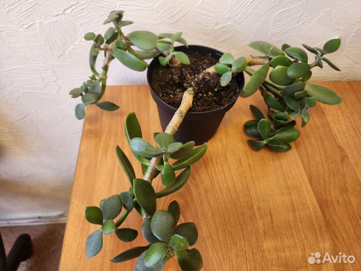 Сансевиерия