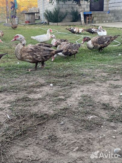 Утки