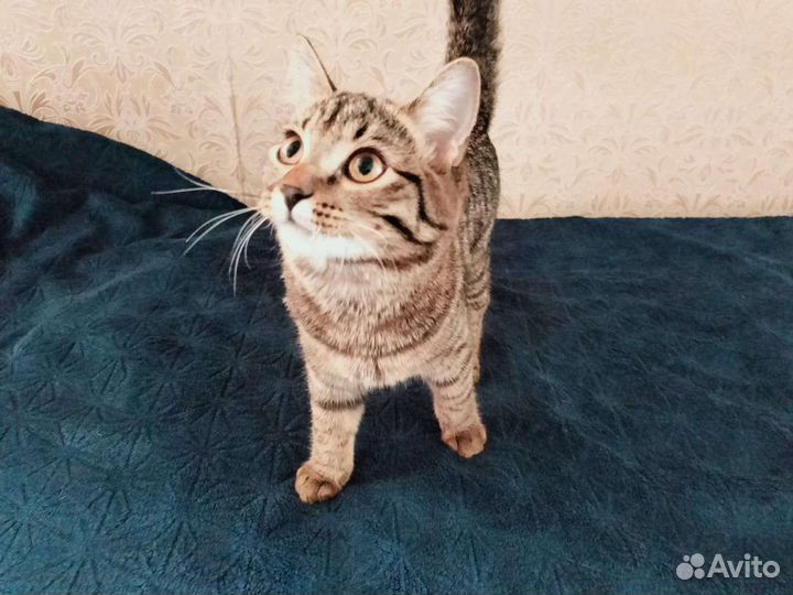 Кошка в дар бесплатно