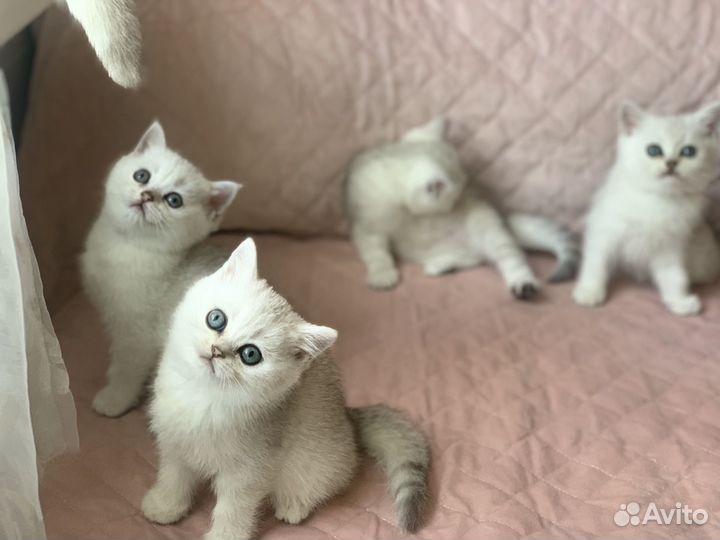 Британские котята серебристая шиншилла
