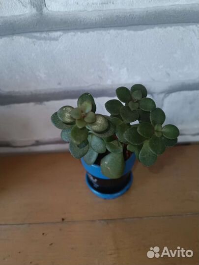 Замиокулькасы, Денежные деревья, аспарагусы