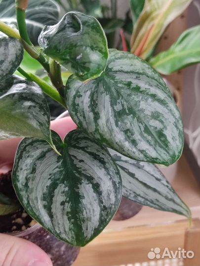 Филодендрон Брандтианум