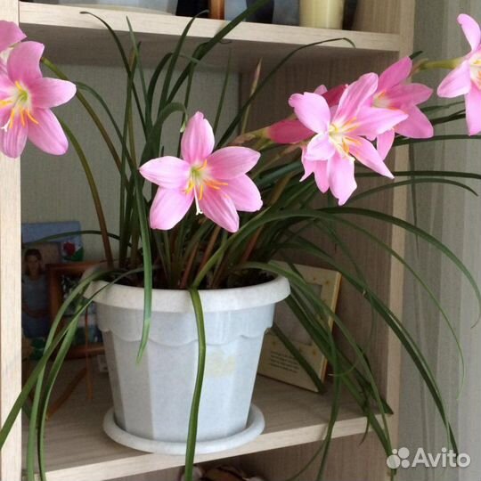 Зефирантес выскочка розовая