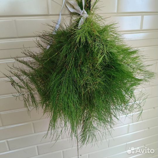 Хвощ полевой