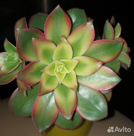 Эониум киви