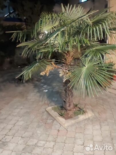 Пальма трахикарпус