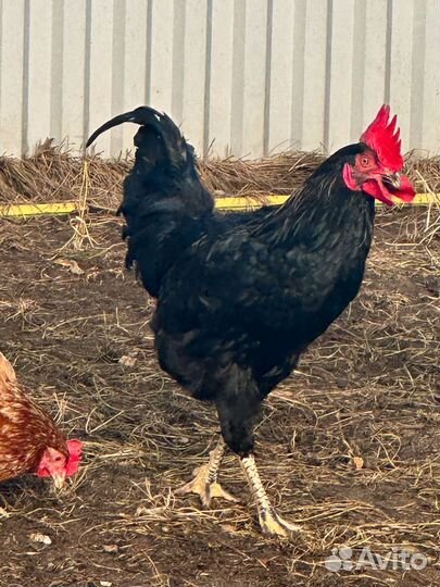 Молодые петушки