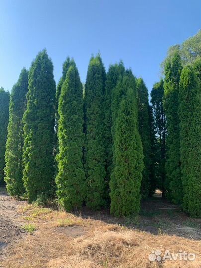 Туи смарагд