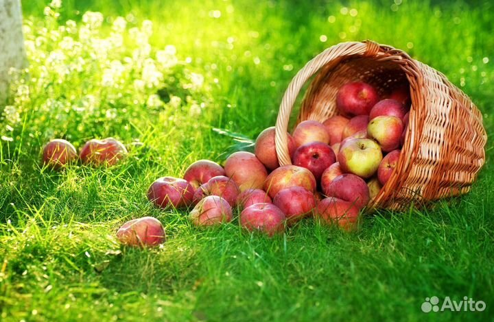 Рабочий по сборке яблок. Вахта