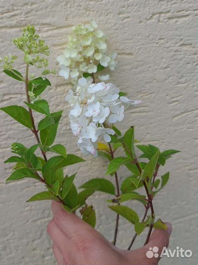 Гортензия метельчатая ванила фрайз