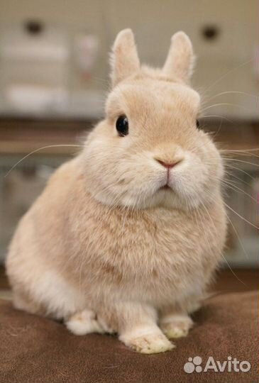 Передержка животных