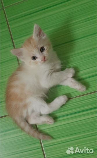 Котёнок-девочка