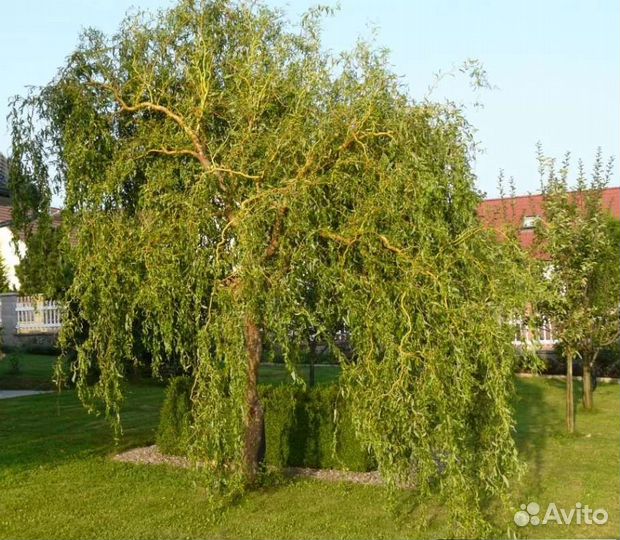 Цветы многолетние и кустарники