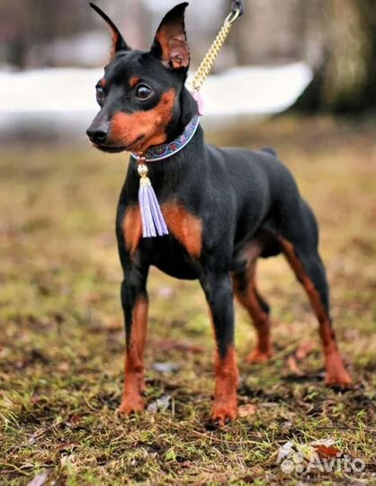 Щенки цвергпинчера