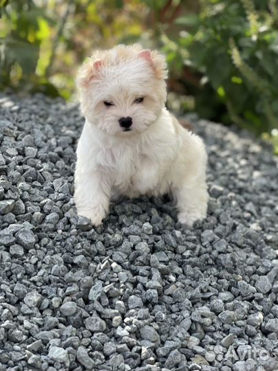 Цветной Йорк