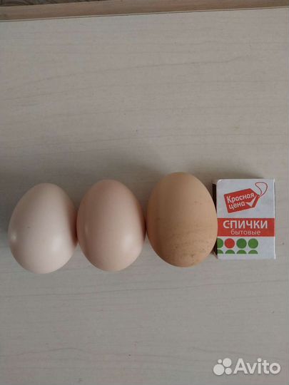 Домашние куриные яйца