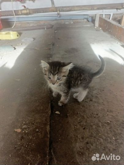 Котята в добрые руки мальчики