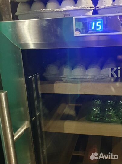 Инкубационное яйцо перепела: селадоны,Техас,и др