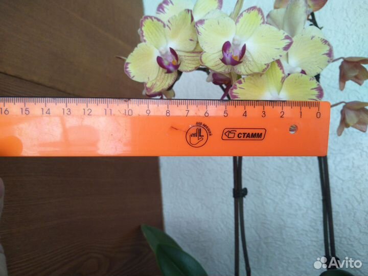 Орхидея фаленопсис