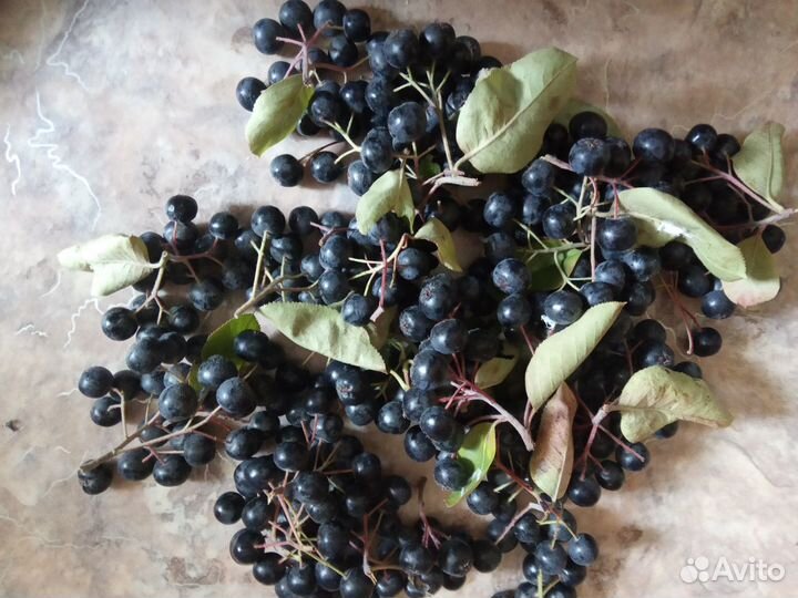 Черноплодная рябина ягоды