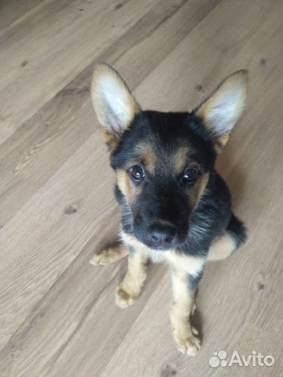 Маленькая Чебурашка