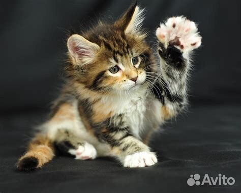 Кошка 1,5 месяца