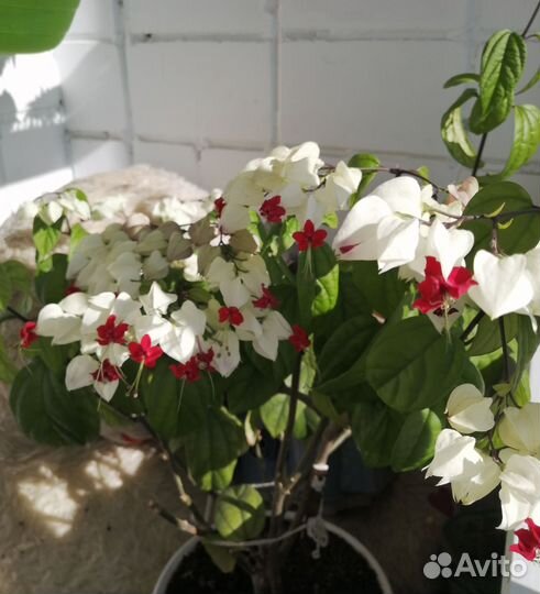 Клеродендрум Томпсон