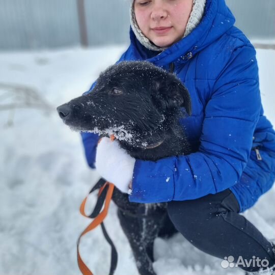 Пес в добрые руки