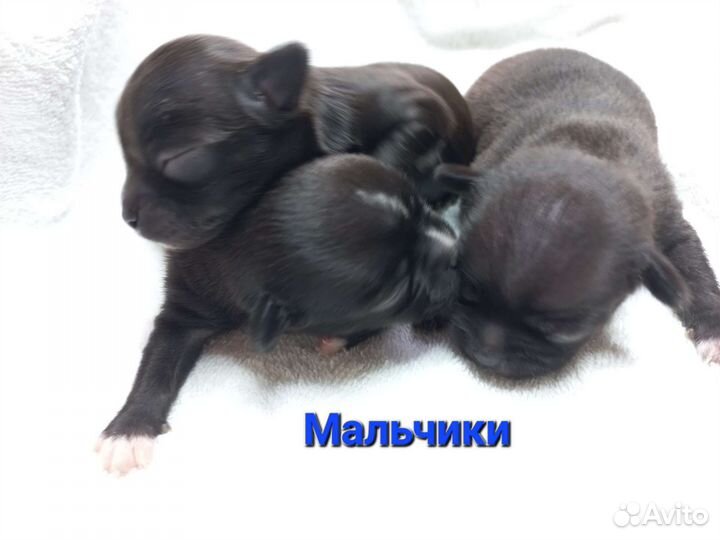 Щенки Чихуахуа