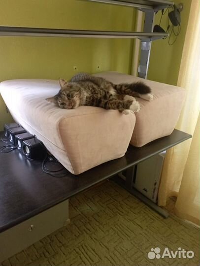 Передержка собак кошек в домашних условиях