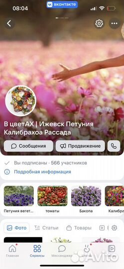 Семена томата помидор Черника Биотехника