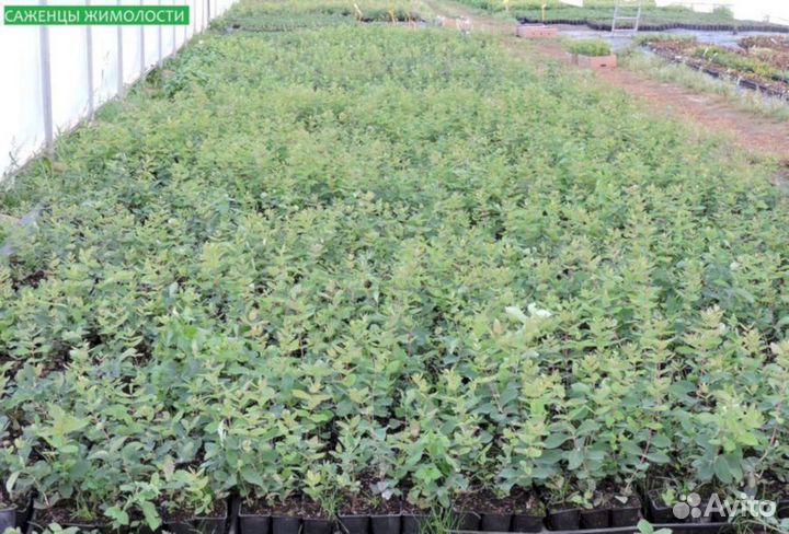 Саженцы жимолости Лакомка