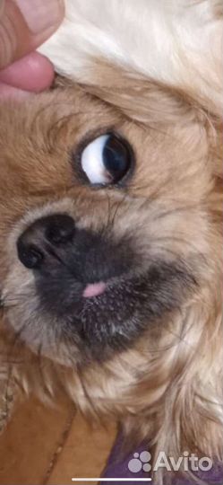 Щенки пекинеса