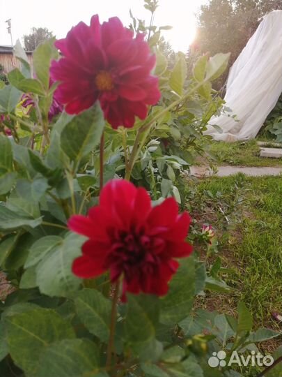 Георгины клубни, ирисы луковицы