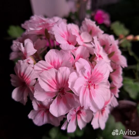 Пеларгония герань сортовая Lovely Vera