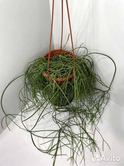 Рипсалис большой в подвесном кашпо