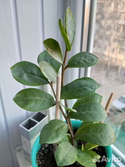 Замиокулькас