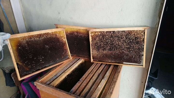 Сушь для пчел