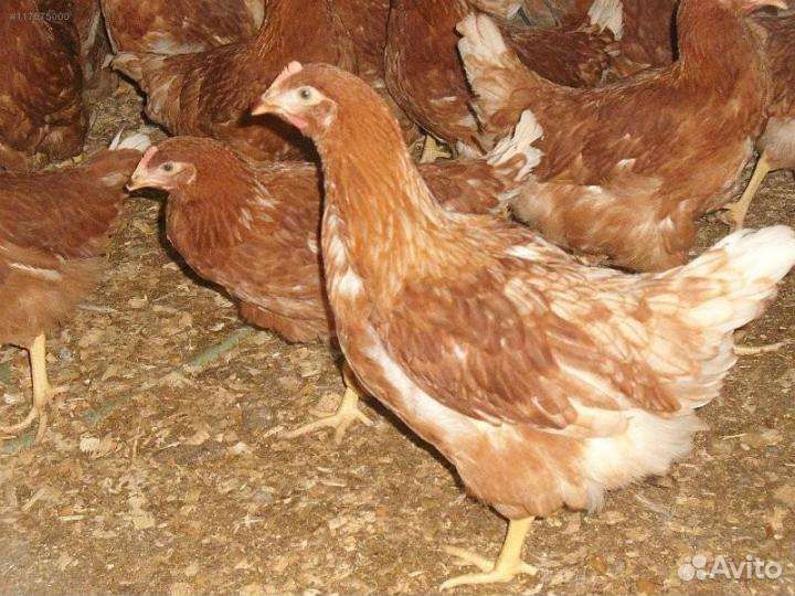 Продам Бройлеров, Кур Несушек, Молодку, Доминант