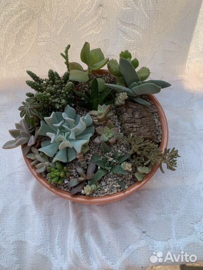 Кактусы и суккуленты, флорариум