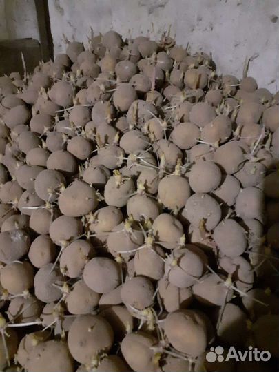 Картошка семенная