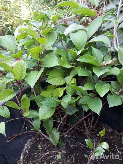 Растения для дачи и дома