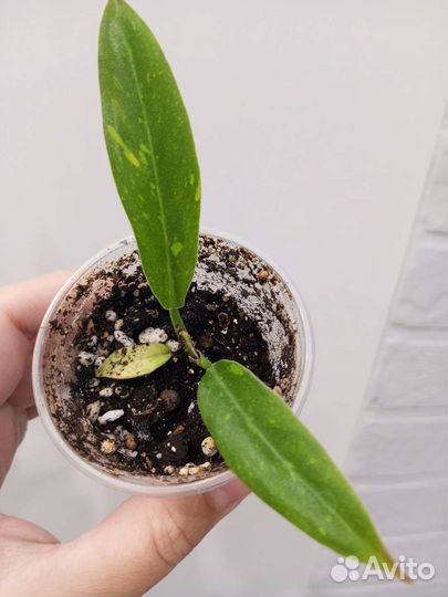 Филодендрон Хосе Буэно,Ринг оф фаер,Бурле Макс