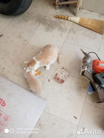 Отдам в хорошие руки котенка