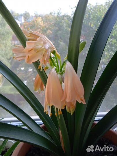 Цветок Кливия Гардена