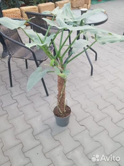 Filodendron Silver Queen