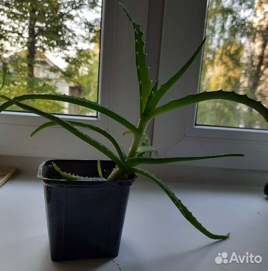 Комнатные цветы алоэ