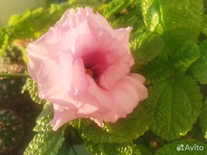 Толстянка, кактусы, эустома